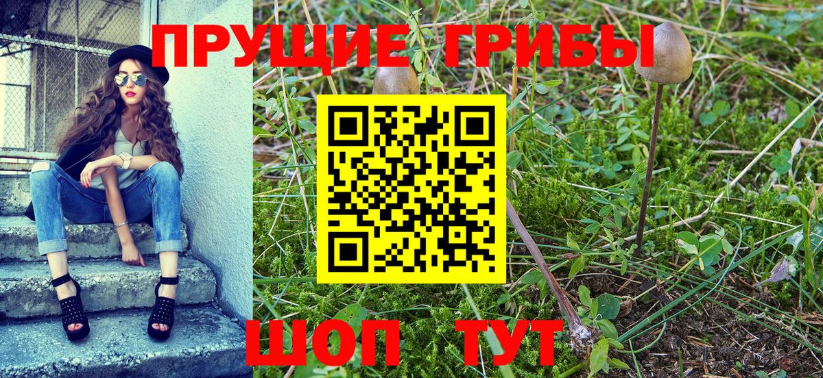 Псилоцибиновые грибы MAGIC MUSHROOMS  Псилоцибиновые грибы прущие грибы  Вход с VPN  Каменка 